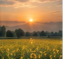 Sunset over a field of yellow mustard flowers