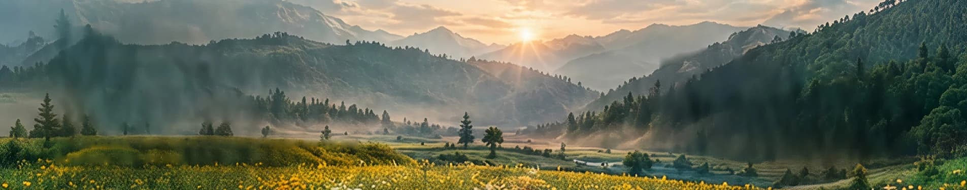 Sunrise over misty mountains and a meadow of yellow wildflowers