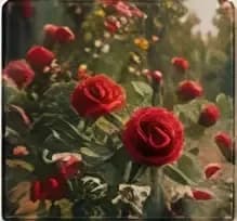 Red roses in a garden